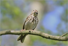<p>LINDUŠKA LESNÍ (Anthus trivialis) /Tree pipit - Baumpieper/</p>